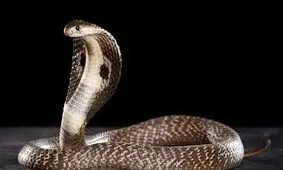 مارکبری، شعبده باز ایرانی را نیش زد