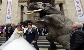 استفاده از فیل به جای ماشین عروس