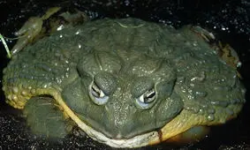 عجیب ترین و بزرگترین قورباغه جهان