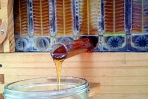 برداشت عسل از کندو با این اختراع جالب