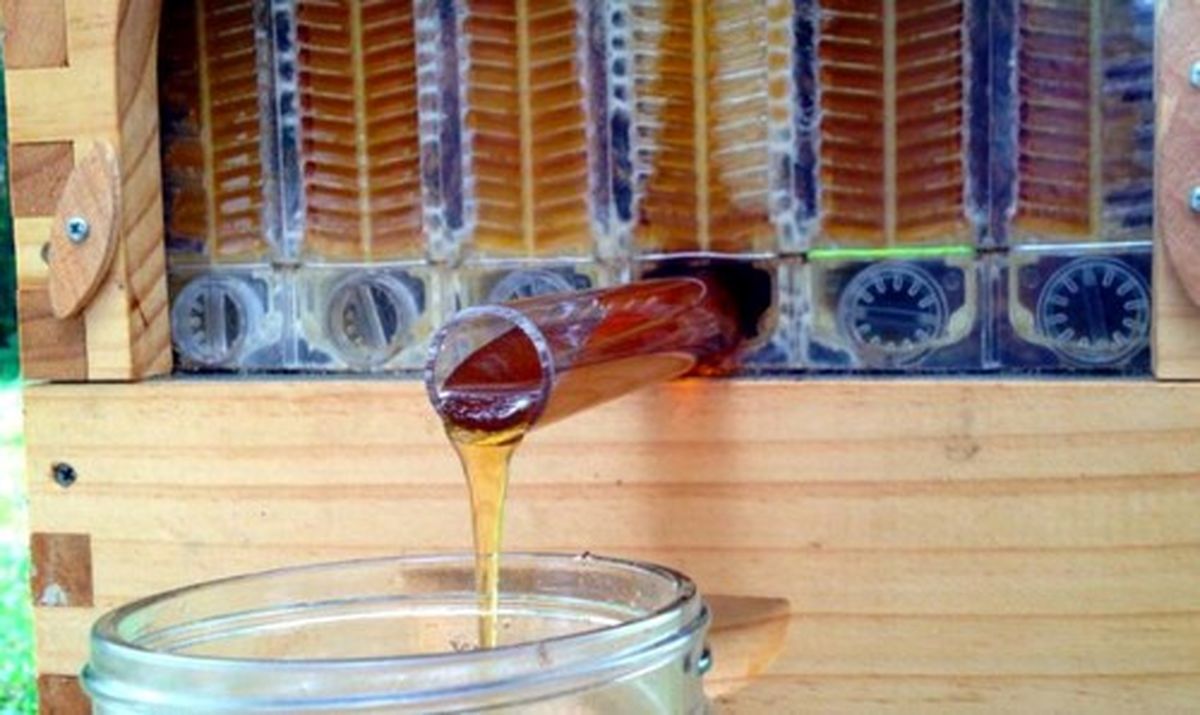 برداشت عسل از کندو با این اختراع جالب