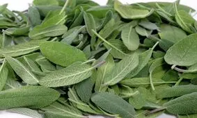 گیاه مریم گلی و خواص بی نظیر آن