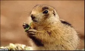 پرچانه ترین موجود جهان!