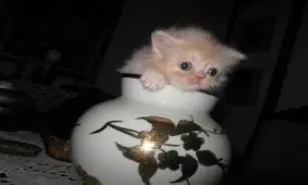 عکس هایی بسیار خنده دار از کنجکاوی های بیجا