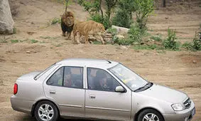 خورده شدن این خانم میانسال توسط ببر وحشی