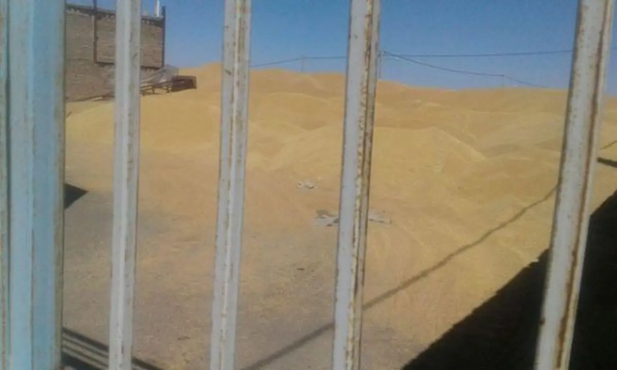 افشاگری نماینده سبزوار درباره مافیای گندم