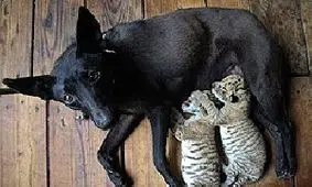 سگی که در چین پرستار شد