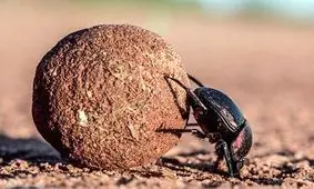 این سوسک از گوریل هم قوی تر است