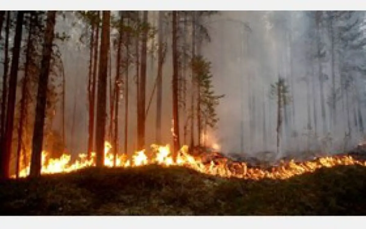 سوئد برای مقابله با آتش سوزی مناطق جنگلی درخواست کمک کرد