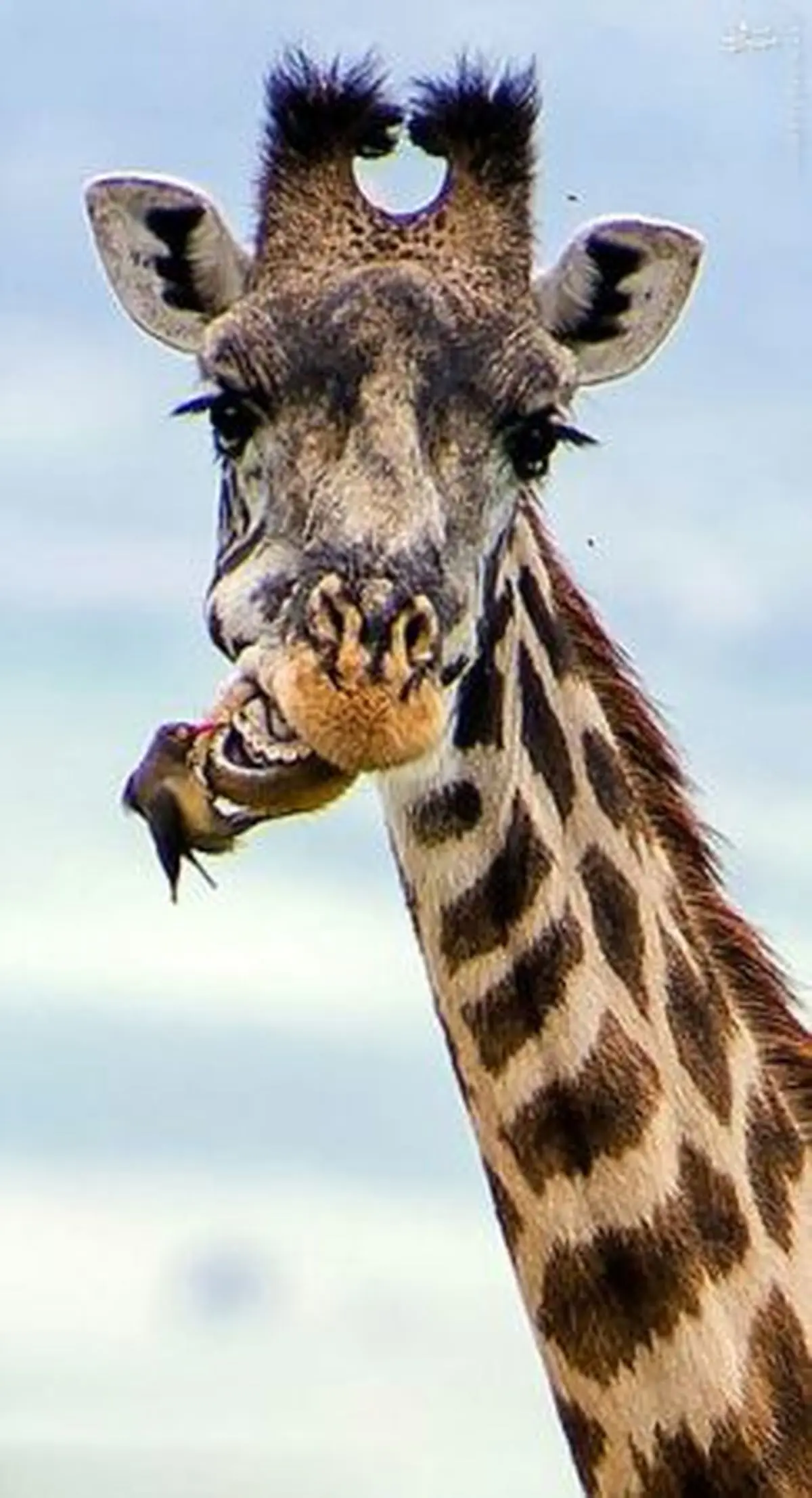 زرافه ای که دندان هایش را جرم گیری می کند!