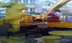 شتری که درسته و باورنکردنی کباب شد