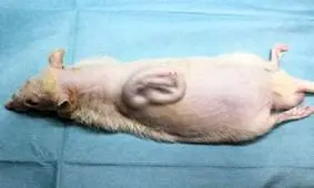 موشی که روی بدنش گوش انسان رشد کرده است