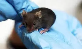 درمان ریزش مو با از کار انداختن یک ژن