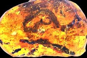 کشف فسیل نطفه ۹۹ میلیون ساله مار