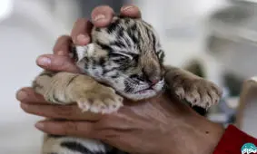 لاشه 40 بچه ببر در فریزر این آشپزخانه