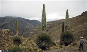 گیاهی که فقط در یک قرن یکبار گل می دهد!!