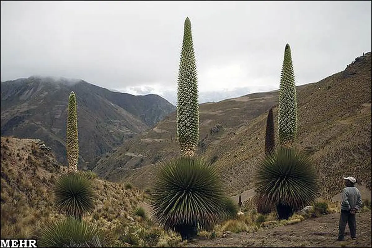 گیاهی که فقط در یک قرن یکبار گل می دهد!!