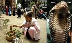 ازدواج باورنکردنی زن 30 ساله با یک مار کبری!