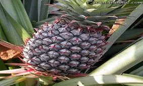 این آناناس گرانقیمت همه را حیرت زده کرد