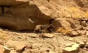 مشاهده خرس قهوه‌ای در منطقه لارم مسجدسلیمان