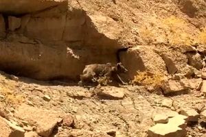 مشاهده خرس قهوه‌ای در منطقه لارم مسجدسلیمان