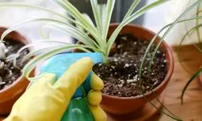 از بین بردن پشه های ریز گلدان با چند روش تجربی و موثر