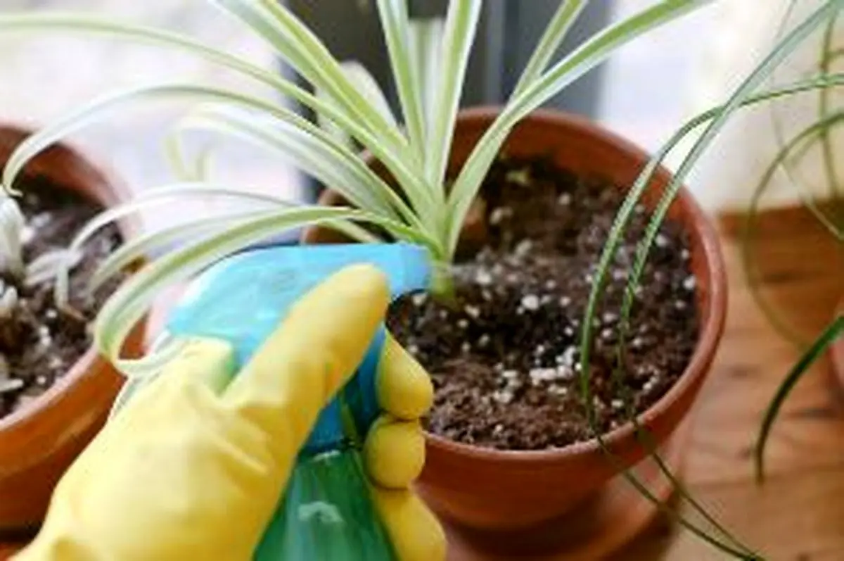 از بین بردن پشه های ریز گلدان با چند روش تجربی و موثر