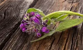 ۱۰ گیاه شگفت انگیز که برای سلامیتان معجزه می‌کند!