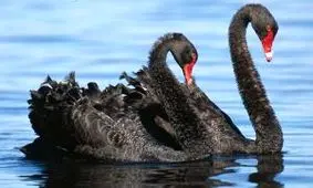 عکس هایی از دو « قوی سیاه » نادر در ایران