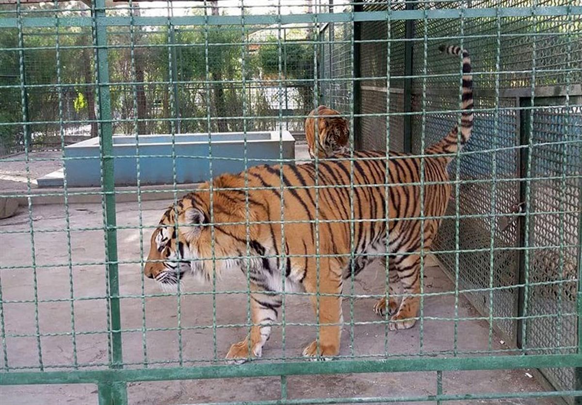 مرگ مشکوک ۸ ببر در باغ وحش مشهد