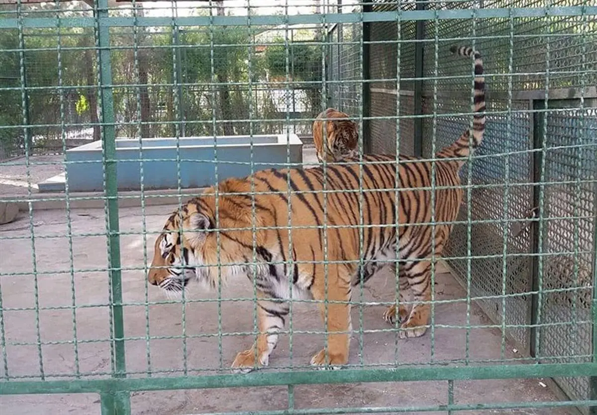 مرگ مشکوک ۸ ببر در باغ وحش مشهد