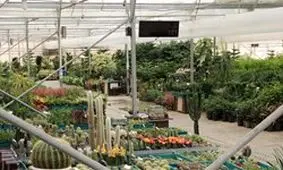 سود 500 میلیونی خاردار‌ترین گیاه ایران/ هلندی‌ها به این تولید کننده درس پس می‌دهند