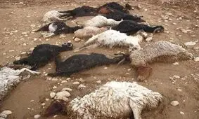 تلف شدن ۲۵۰ گوسفند در مرودشت