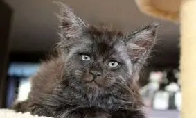 گربه ای با صورتی شبیه به انسان!