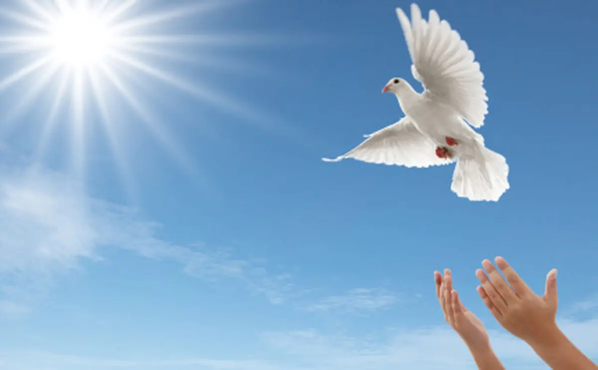 بخشش قاتل به احترام امام رضا(ع)