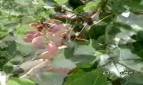 پسته‌ها نمی‌خندند + فیلم