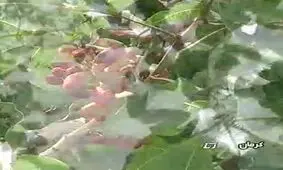 پسته‌ها نمی‌خندند + فیلم