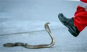 هجوم صدها مار به خانه های اصفهانی ها !