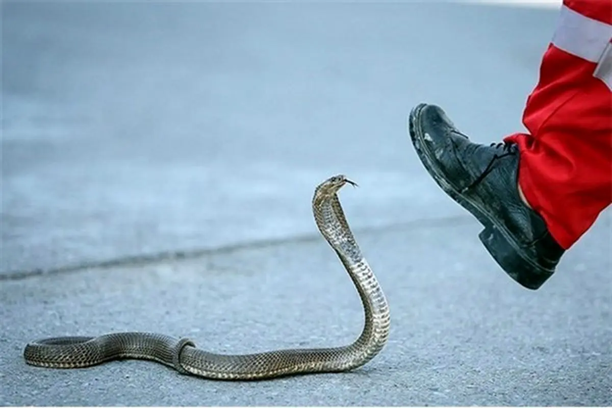 هجوم صدها مار به خانه های اصفهانی ها !