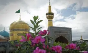 فیلمی بسیار دیدنی از تعویض گلدان‌های ضریح امام رضا(ع)