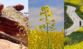 رکورد تولید کلزا شکسته شد/سطح زیرکشت کلزا به 800 هزار هکتار می رسد