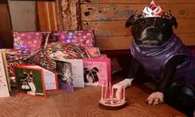 لاکچری ترین سگ دنیا با ثروت 40000پوندی