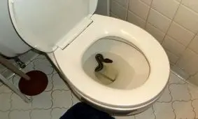 کمین وحشتناک مار پیتون در کاسه توالت خانه + عکس