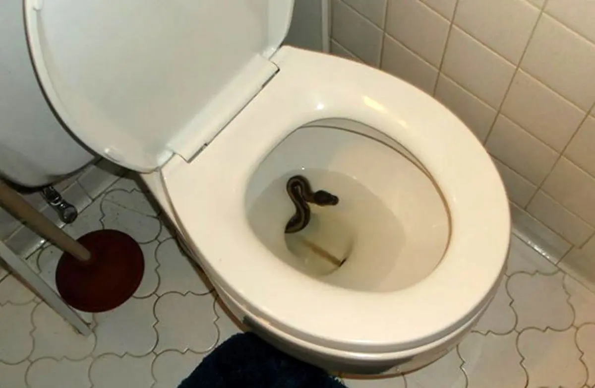 کمین وحشتناک مار پیتون در کاسه توالت خانه + عکس