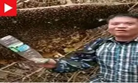 یک مرد قربانی رفتار خشن با زنبورها شد