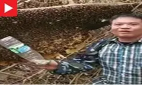 یک مرد قربانی رفتار خشن با زنبورها شد