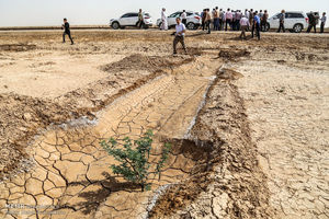 برخی نهال های مقابله با بیابان در خوزستان رشد لازم را نکرده اند
