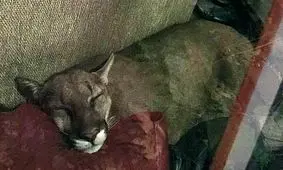 وحشت زن جوان از دیدن صحنه ترسناک روی کاناپه + جزییات