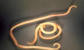 زنده کردن کِرم‌های ۴۲ هزارساله توسط محققان روس