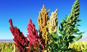گیاه کینوآ جایگزین برنج در استان مرکزی